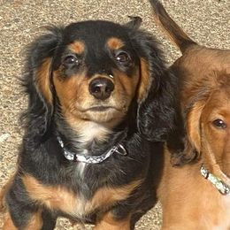 Dachshunds from Dani's Doxies