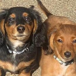 Dachshunds from Dani's Doxies