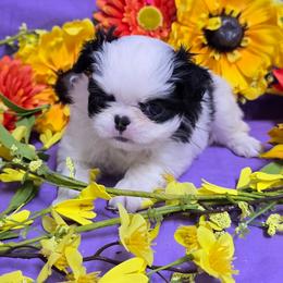 Black Tan Girl (purple) - Black tan and white female Japanese Chin puppy in Tulsa, Oklahoma from Locust Creek Pugs & Japanese Chin's
