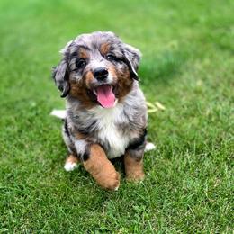 GOMER - Blue male Companion Cross puppy in Viking, Minnesota from Son Shine Farm