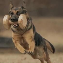 Bazi - German Shepherd