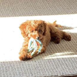 Cavapoo and Goldendoodle All Grown Up from Fitzdoodles