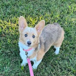Misty - Sable female Pembroke Welsh Corgi puppy in Fayetteville, Arkansas from Intergalactic Corgis