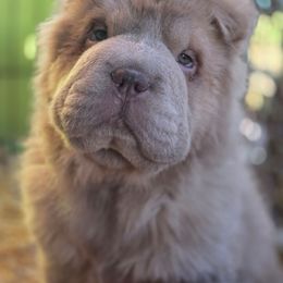 Monkey - Lilac dilute male Chinese Shar-Pei puppy in Salem, Ohio from WrinkleMonsters