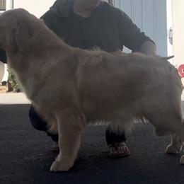 Shiloh - Golden Retriever
