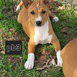 P boy 3 - Red and white male Basenji puppy in Caldwell, Texas from Candyce Witte