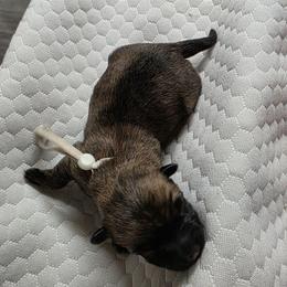 Miss Orange - Red brindle female Cairn Terrier puppy in Savannah, Missouri from WoodSchott Cairn Terriers