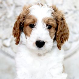 Goldendoodle Puppies from Pixie Goldendoodles