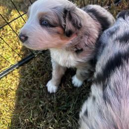 Australian Shepherd Puppies from Hamilton Farms