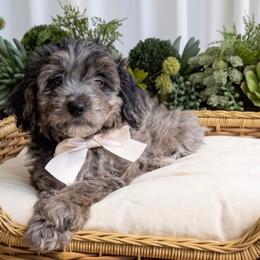 Belle - Blue merle female Miniature Australian Shepherd puppy in Greensboro, North Carolina from Rambling L Toy& Mini Aussies