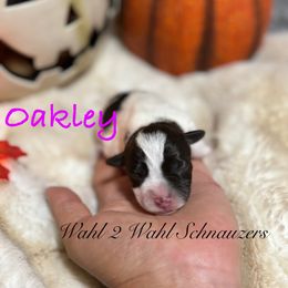 Oakley - Parti female Miniature Schnauzer puppy in Littleton, Colorado from Wahl 2 Wahl Schnauzers