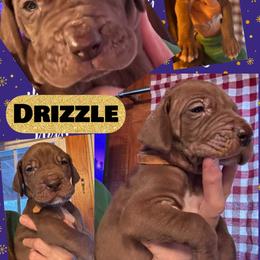 DRIZZLE - Chocolate male Great Dane puppy in Wellsville, New York from Prophecy Danes