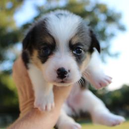 Cookie - Black and tan female American Corgi puppy in Leighton, Alabama from Bar P Livestock Corgis