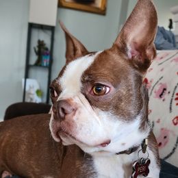 Persephone - Boston Terrier