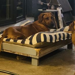Rhodesian Ridgeback All Grown Up from RR Ridgebacks