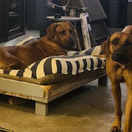Rhodesian Ridgeback All Grown Up from RR Ridgebacks