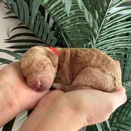 Red Collar - Parti female Assorted Doodle Crosses puppy in Marysville, California from Dailey Doodles and Dachshunds