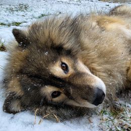 Theo - Siberian Husky