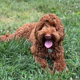 Lizzie - Australian Labradoodle