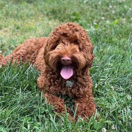 Lizzie - Australian Labradoodle