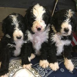 Bernedoodle Puppies from HooDoodles