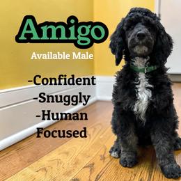 Amigo - Black male Poodle puppy in Baltimore, Maryland from Steinrock’s Standards