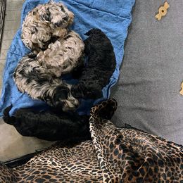 Aussiedoodle, Australian Shepherd, Bernedoodle, Cockapoo, and Poodle Puppies from Sis' Doodles & Poodles