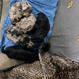 Aussiedoodle, Australian Shepherd, Bernedoodle, Cockapoo, and Poodle Puppies from Sis' Doodles & Poodles