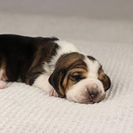 Boy 4 - Black brown and white male Basset Hound puppy in Idaho from Welcome Home Bassets