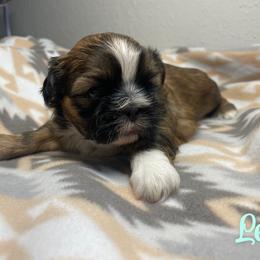 Lock - Brindle male Shih Tzu puppy in Houston, Texas from Pup Paw-lace
