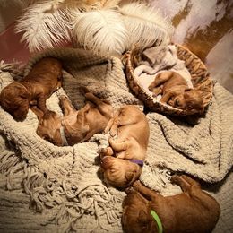 Goldendoodle Puppies from AvFamilyDoodles