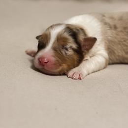 Blossom AKC - Red merle female Australian Shepherd puppy in Polk City, Florida from Skaky Shepherds