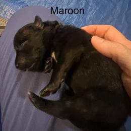 Maroon - Black brindle female Dutch Shepherd puppy in Raceland, Louisiana from Fontana Farm