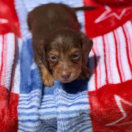 Coy - Chocolate and cream male Dachshund puppy in Huffman, Texas from Alex's Dachshunds