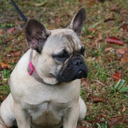 Tika - French Bulldog