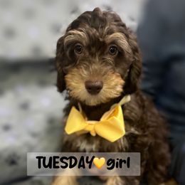Tuesday - Red phantom female Aussiedoodle puppy in Houston, Texas from Jomelkin Furry Pals