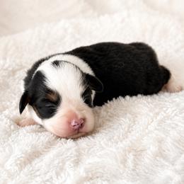 Kane - Black and tan male Pembroke Welsh Corgi puppy in Beggs, Oklahoma from Blue Diamond Corgi’s