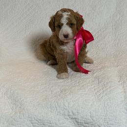 Lexie - Red  female Goldendoodle puppy in Estesburg, Kentucky from Wet Goldendoodle Kisses