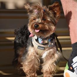 Yorkshire Terriers from Roleez Yorkies