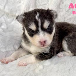 Aurora - Blue female Pomsky puppy in Sheffield, Iowa from Clover Ridge Pomskies
