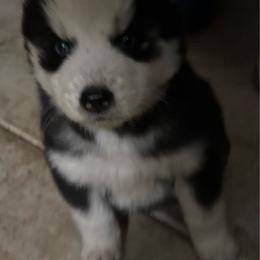 Girl 4 - Black and white female Siberian Husky puppy in Semmes, Alabama from K & R Huskies