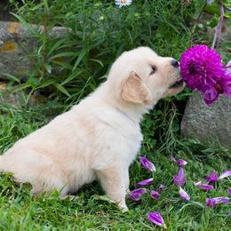 Golden Retrievers from Meadowbrook Goldens