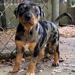 Female 1 - Blue merle female Catahoula Leopard Dog puppy in Crestview, Florida from C4 Kennels of FL & AL
