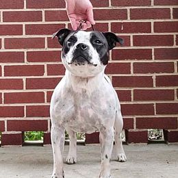 Domino - Staffordshire Bull Terrier