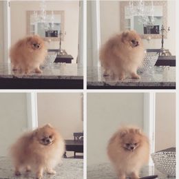 Polar Bear - Pomeranian