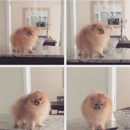 Polar Bear - Pomeranian