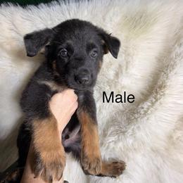 2nd pick male 3,425 - Black and tan male German Shepherd puppy in Hollis Center, Maine from Noble German Shepherds of Maine