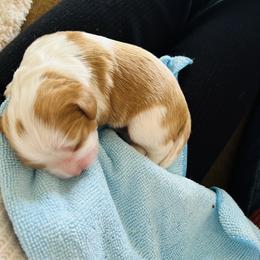 Cavalier King Charles Spaniel Puppies from Cumberland Cavaliers