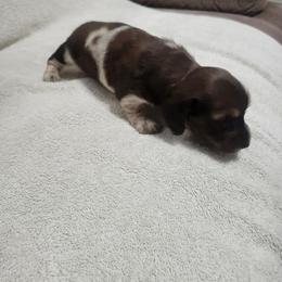 Ollie - Piebald female Dachshund puppy in Visalia, California from DachGraston Dachshunds