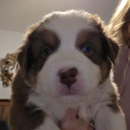 Clancy - Red tri-color male Australian Shepherd puppy in Oak Ridge, Missouri from Myers Farm Aussies
